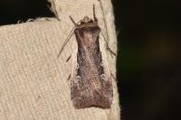 Ochropleura plecta