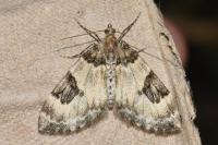 Thera vetustata