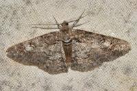 Cleora cinctaria