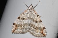 Aplocera plagiata
