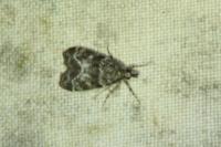 Eudonia mercurella