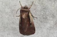 Ochropleura plecta