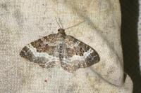Epirrhoe alternata