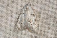 Nola confusalis