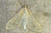 Paracorsia repandalis