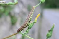 Hecatera dysodea