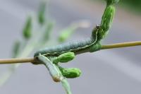 Hecatera dysodea