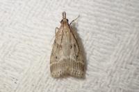 Eudonia pallida