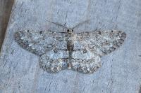 Hypomecis punctinalis