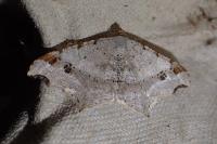 Macaria alternata