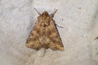 Conisania luteago olbiena