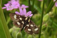 Anania funebris