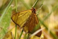 Mecyna flavalis