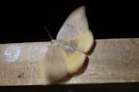 Watsonalla binaria