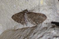 Eupithecia tripunctaria