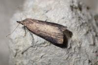 Schrankia costaestrigalis