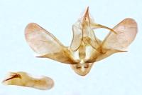 Scoparia ambigualis
