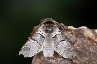 Furcula bifida
