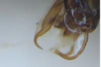 Xanthorhoe spadicearia