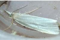 Crambus perlellus