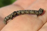Biston strataria