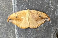 Drepana falcataria