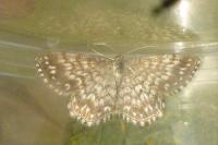 Scopula tessellaria