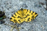 Pseudopanthera macularia