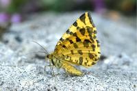 Pseudopanthera macularia