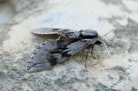 Hyloicus pinastri