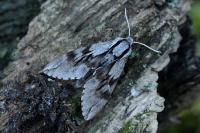 Hyloicus pinastri