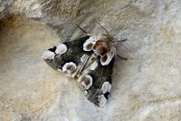 Thyatira batis