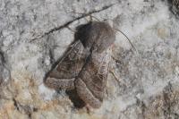Orthosia opima