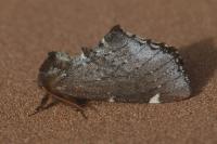 Odontosia carmelita