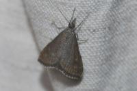 Hyperlais rosseti
