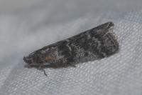 Sciota hostilis