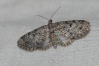 Eupithecia tantillaria