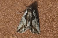 Calliergis ramosa