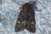 Mniotype adusta