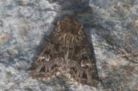 Pachetra sagittigera