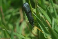 Lymphia chalybella