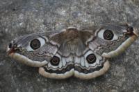 Saturnia pavoniella