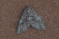 Trichopteryx polycommata