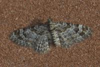 Gymnoscelis rufifasciata