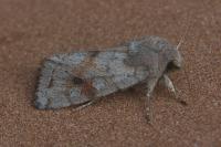 Orthosia incerta