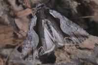 Calliergis ramosa