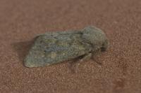 Dasypolia ferdinandi