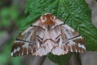 Endromis versicolora