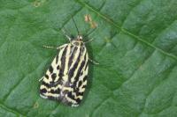 Emmelia trabealis