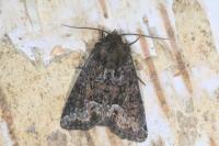 Oligia